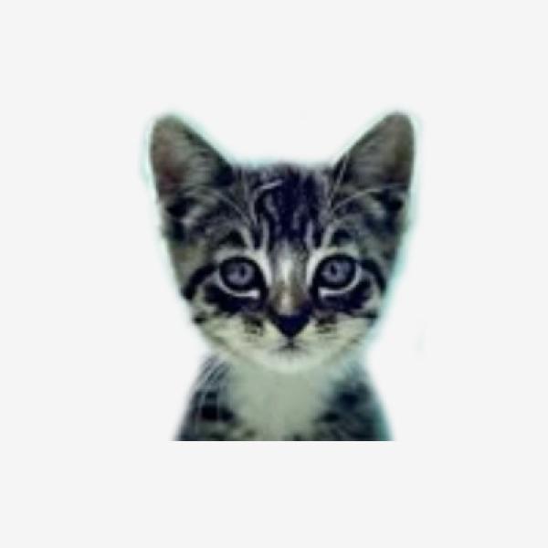 Avatar image for welovecatsandkittens