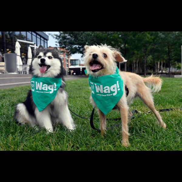Avatar image for wagalongpetcare