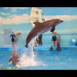 Avatar image for dolphinshowpattaya