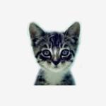 Avatar image for welovecatsandkittens