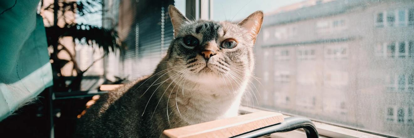 Cover image for yopet