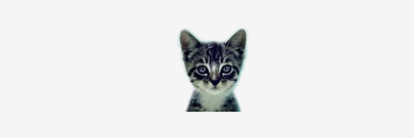 Cover image for welovecatsandkittens