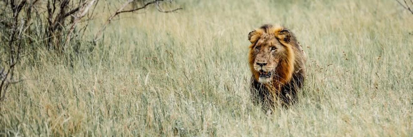 Cover image for wildplanetsafari