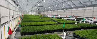 Cover image for cultivationstructures