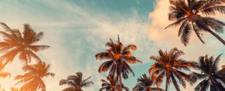 Cover image for roseginny