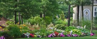 Cover image for jalendraxon