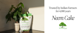 Cover image for wondertreeorganics
