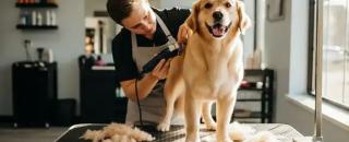 Cover image for doggydaycarebrisbane