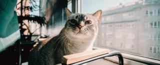 Cover image for yopet