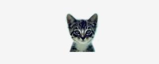 Cover image for welovecatsandkittens