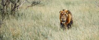 Cover image for wildplanetsafari